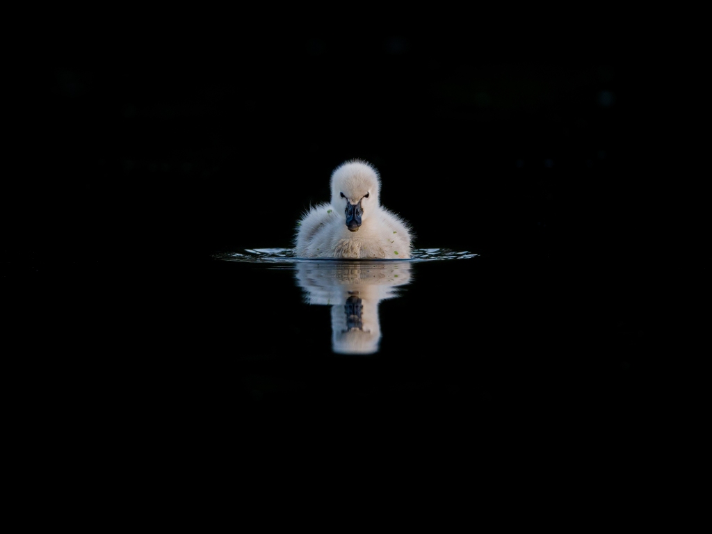 Kakīānau (black swan) cygnet
